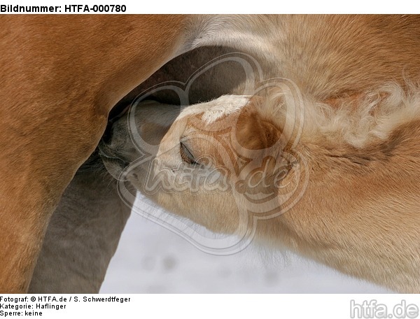 Haflinger Fohlen / haflinger horse foal / HTFA-000780