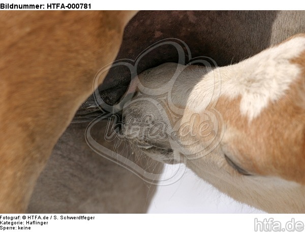 Haflinger Fohlen / haflinger horse foal / HTFA-000781