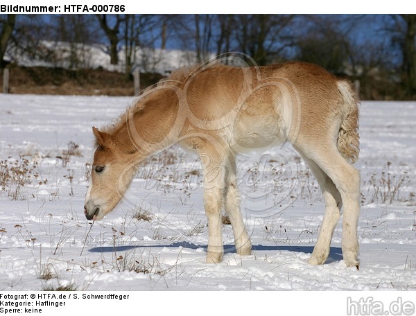 Haflinger Fohlen / haflinger horse foal / HTFA-000786
