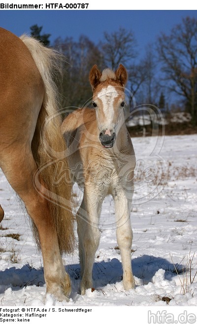 Haflinger Fohlen / haflinger horse foal / HTFA-000787