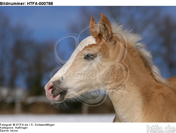 Haflinger Fohlen / haflinger horse foal / HTFA-000788