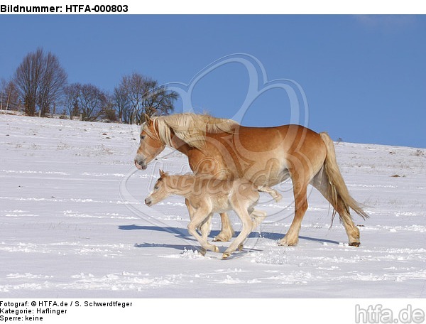 Haflinger / haflinger horses / HTFA-000803