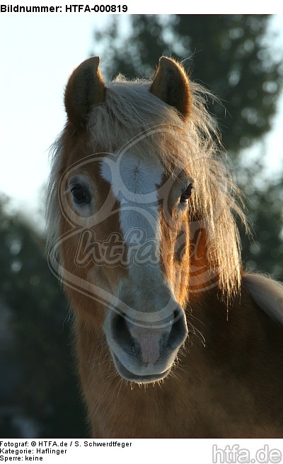 Haflinger / haflinger horse / HTFA-000819