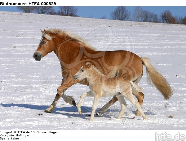 galoppierende Haflinger / galloping haflinger horses / HTFA-000829