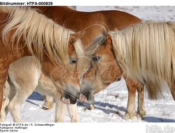 Haflinger Portrait / haflinger horses portrait / HTFA-000839