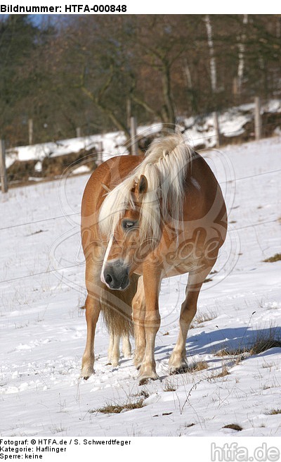 Haflinger / haflinger horse / HTFA-000848