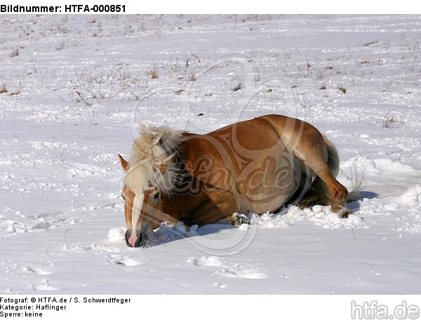 liegender Haflinger / lying haflinger horse / HTFA-000851