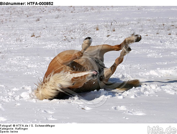 Haflinger wälzt sich / rolling haflinger horse / HTFA-000852