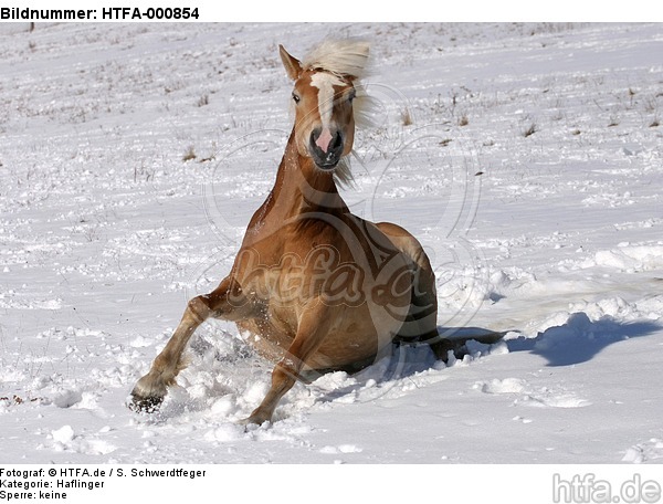 Haflinger steht auf / haflinger horse is standing up / HTFA-000854