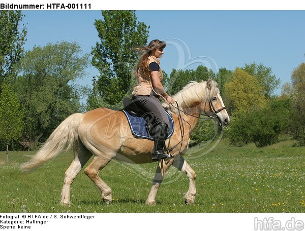 Frau reitet Haflinger / woman rides haflinger horse / HTFA-001111