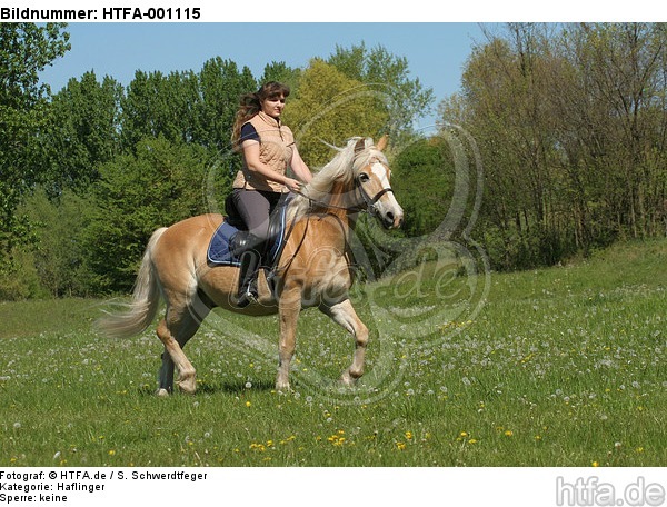 Frau reitet Haflinger / woman rides haflinger horse / HTFA-001115