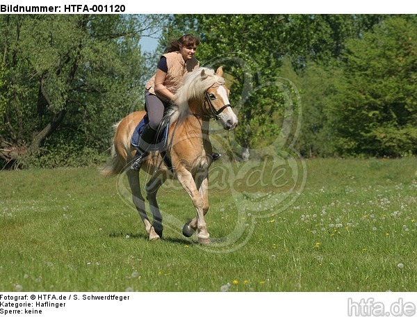 Frau reitet Haflinger / woman rides haflinger horse / HTFA-001120