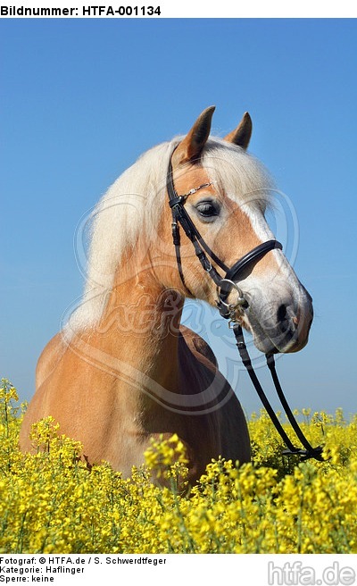 Haflinger Portrait / haflinger horse portrait / HTFA-001134