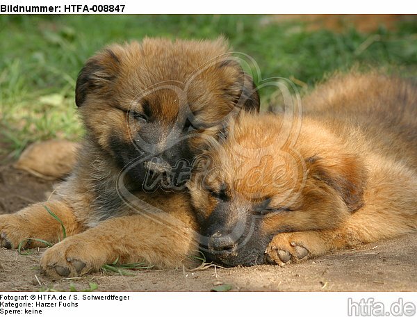 schlafende Harzer Fuchs Welpen / sleeping Harzer Fuchs puppies / HTFA-008847