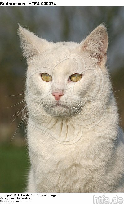 Hauskatze Portrait / domestic cat portrait / HTFA-000074