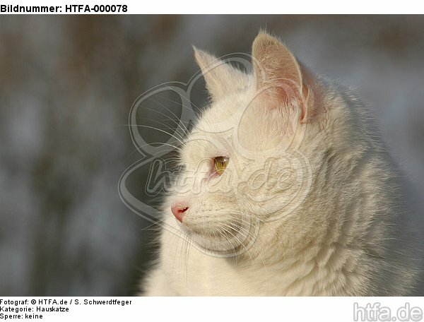 Hauskatze Portrait / domestic cat portrait / HTFA-000078