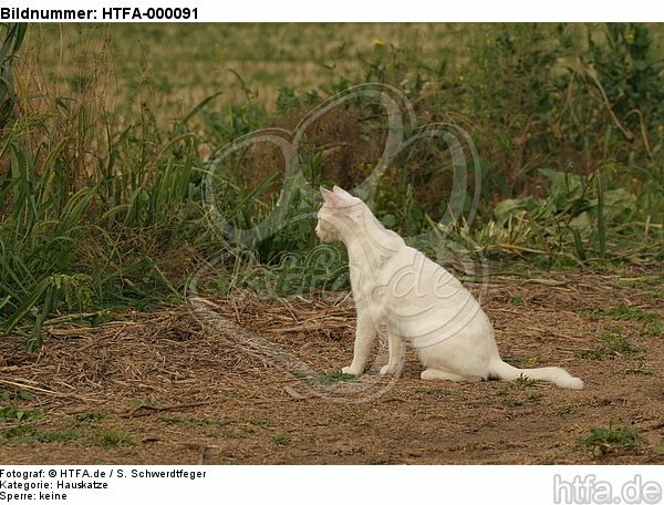 sitzende weiße Hauskatze / sitting domestic cat / HTFA-000091