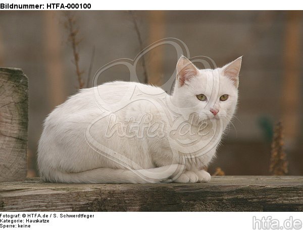 liegende weiße Hauskatze / lying white domestic cat / HTFA-000100