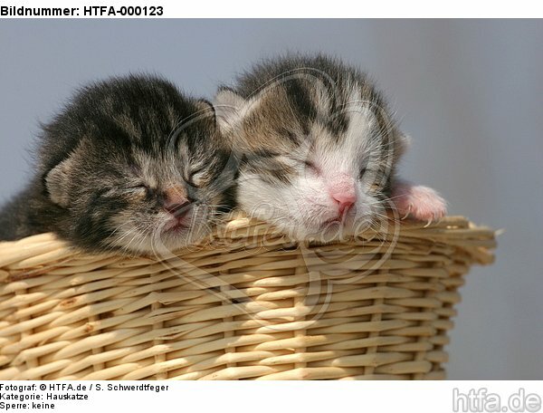 2 Katzenbabys / 2 kitten / HTFA-000123