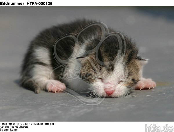 kleines Katzenbaby / little kitten / HTFA-000126