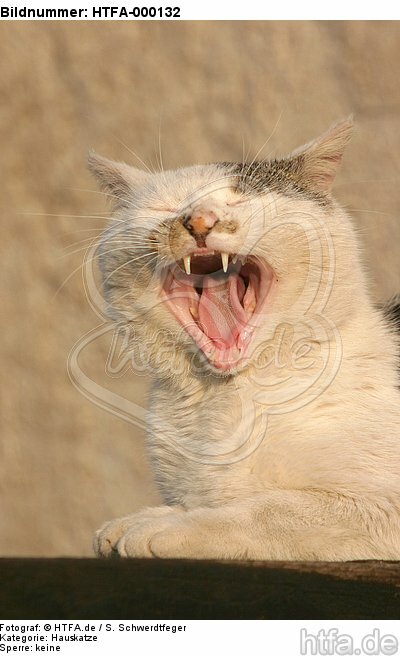 gähnende Hauskatze / yawning domestic cat / HTFA-000132
