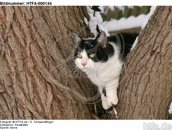 kletternde Hauskatze / climbing domestic cat / HTFA-000144