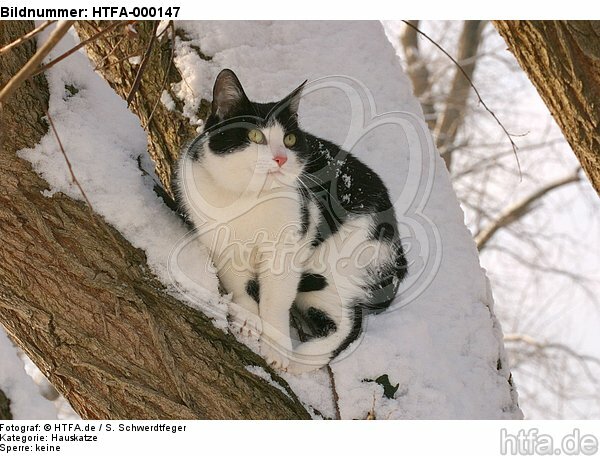 kletternde Hauskatze / climbing domestic cat / HTFA-000147