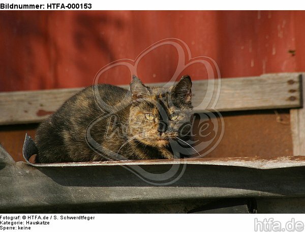 liegende Hauskatze / lying domestic cat / HTFA-000153