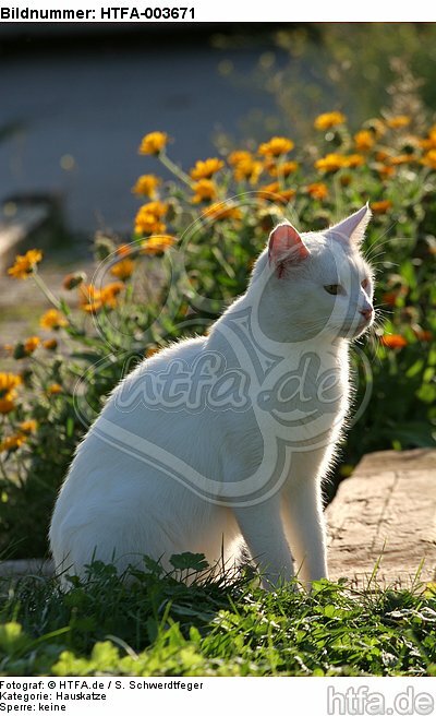 Hauskatze / domestic cat / HTFA-003671