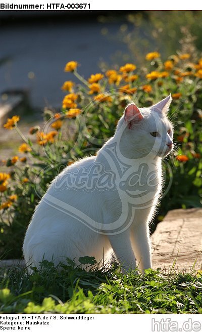 Hauskatze / domestic cat / HTFA-003671