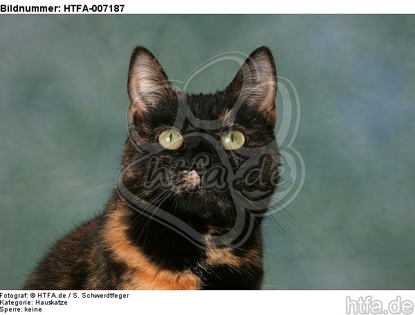 Hauskatze / domestic cat / HTFA-007187