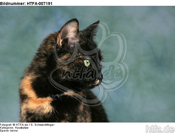 Hauskatze / domestic cat / HTFA-007191