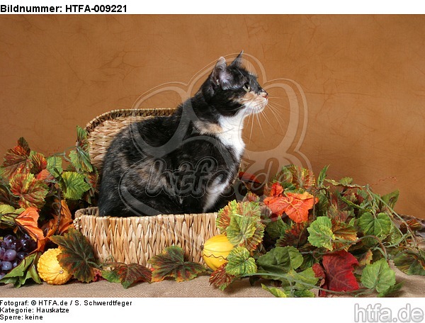 sitzende Hauskatze / sitting domestic cat / HTFA-009221