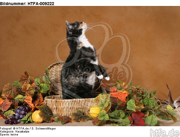 Hauskatze macht Männchen / domestic cat / HTFA-009222