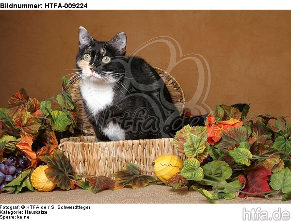sitzende Hauskatze / sitting domestic cat / HTFA-009224