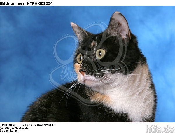 Hauskatze Portrait / domestic cat portrait / HTFA-009234