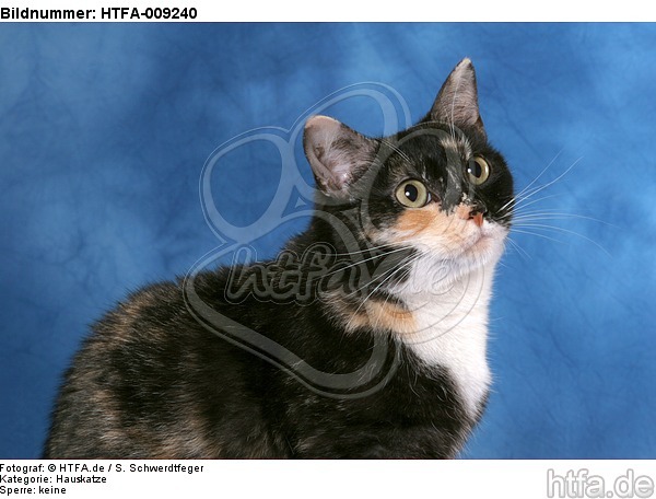 Hauskatze Portrait / domestic cat portrait / HTFA-009240