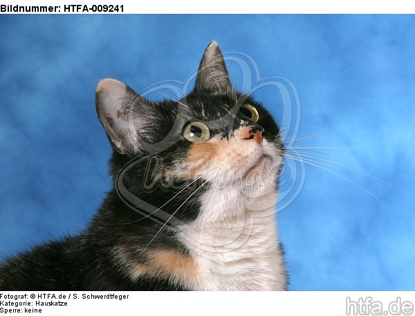 Hauskatze Portrait / domestic cat portrait / HTFA-009241
