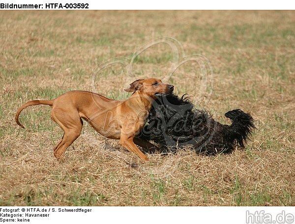 Havaneser und Rhodesian Ridgeback / Havaneser and Rhodesian Ridgeback / HTFA-003592