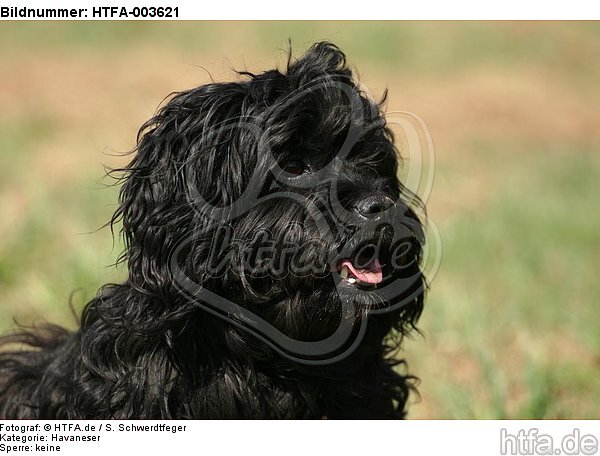 Havaneser / Havanese / HTFA-003621