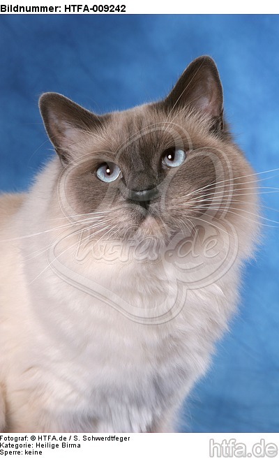 Heilige Birma Portrait / Sacred Birman portrait / HTFA-009242