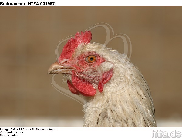 Huhn / chicken / HTFA-001997
