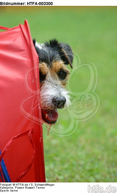 Parson Russell Terrier / HTFA-003300