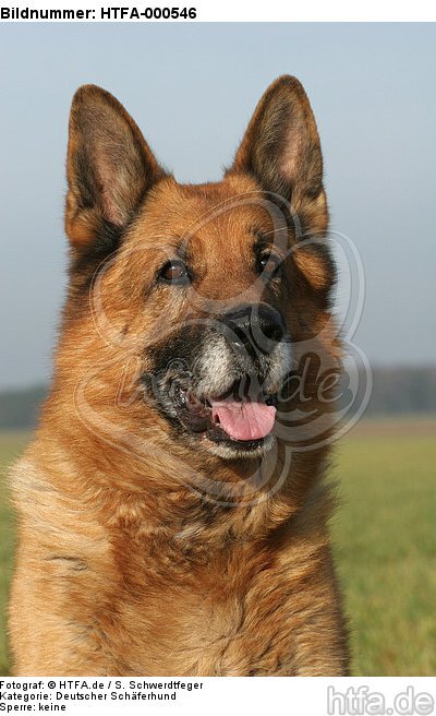 Deutscher Schäferhund Portrait / German Shepherd Portrait / HTFA-000546