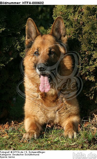 liegender Deutscher Schäferhund / lying German Shepherd / HTFA-000602
