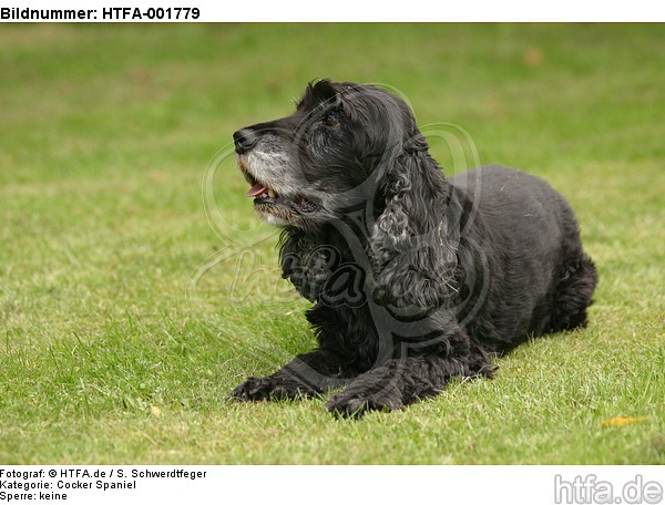 Cocker Spaniel / HTFA-001779