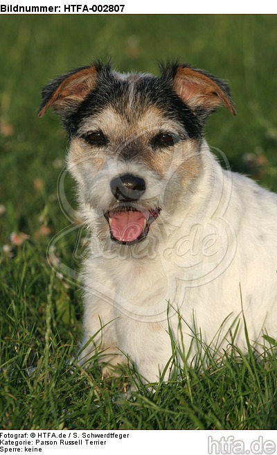 Parson Russell Terrier / HTFA-002807