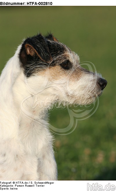 Parson Russell Terrier / HTFA-002810
