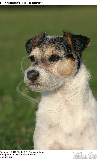 Parson Russell Terrier / HTFA-002811