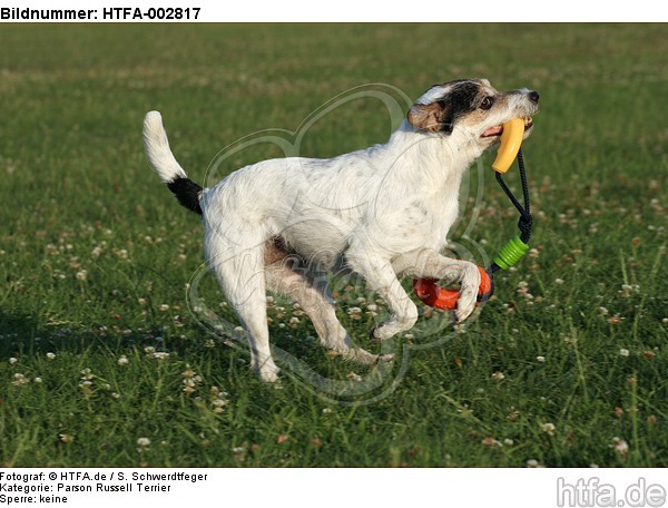 Parson Russell Terrier / HTFA-002817